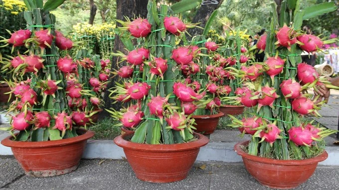 9 loại cây trồng chậu hút tài lộc ngày Tết