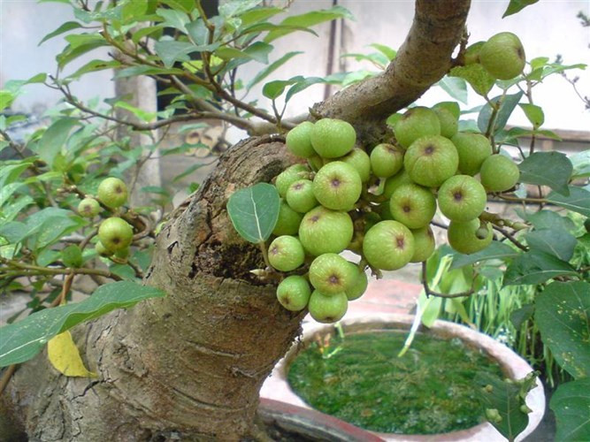 9 loại cây trồng chậu hút tài lộc ngày Tết - Hình 5 9 loai cay trong chau hut tai loc ngay Tet-Hinh-5