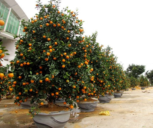 9 loại cây trồng chậu hút tài lộc ngày Tết - Hình 4 9 loai cay trong chau hut tai loc ngay Tet-Hinh-4