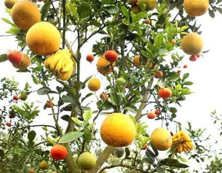 9 loại cây trồng chậu hút tài lộc ngày Tết - Hình 2 9 loai cay trong chau hut tai loc ngay Tet-Hinh-2