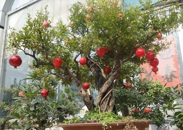 9 loại cây trồng chậu hút tài lộc ngày Tết - Hình 6 9 loai cay trong chau hut tai loc ngay Tet-Hinh-6