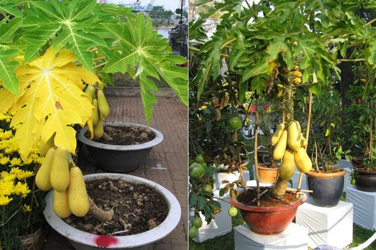 9 loại cây trồng chậu hút tài lộc ngày Tết - Hình 8 9 loai cay trong chau hut tai loc ngay Tet-Hinh-8