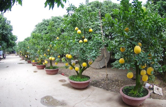 9 loại cây trồng chậu hút tài lộc ngày Tết - Hình 3 9 loai cay trong chau hut tai loc ngay Tet-Hinh-3