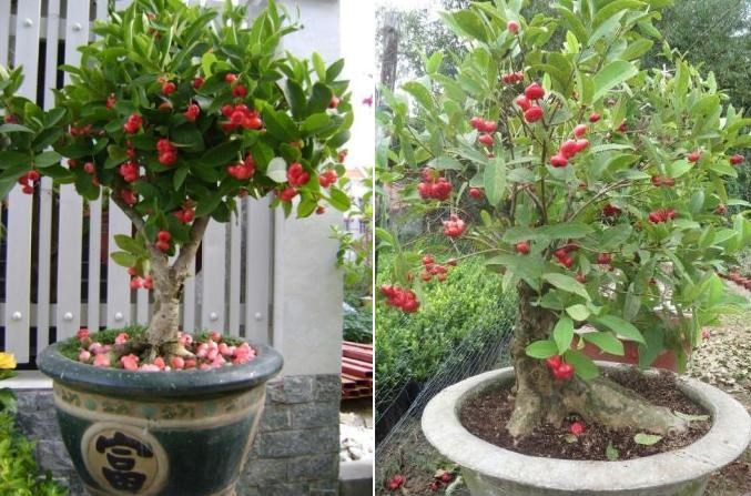 9 loại cây trồng chậu hút tài lộc ngày Tết - Hình 9 9 loai cay trong chau hut tai loc ngay Tet-Hinh-9