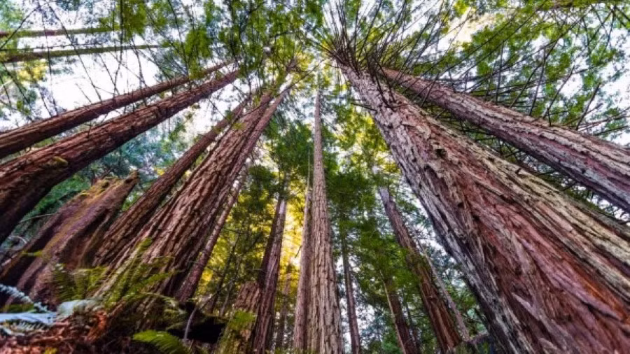 Những cây cao nhất trên Trái đất sống ở California.