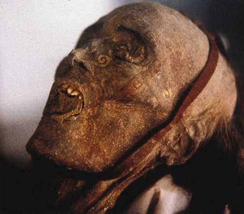 Những bí ẩn muôn đời đánh đố nhân loại ảnh 4