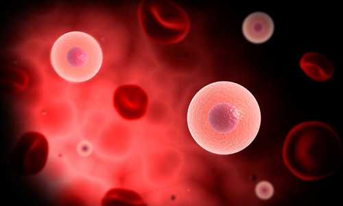 Tế bào huyết tương trong mạch máu nhìn dưới kính hiển vi. Ảnh: Alamy c486fbe4-088a-446d-b38b-8049c0-3560-2793