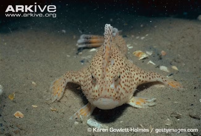 Kỳ lạ: Loài cá có tay dưới đáy đại dương