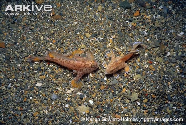 Kỳ lạ: Loài cá có tay dưới đáy đại dương