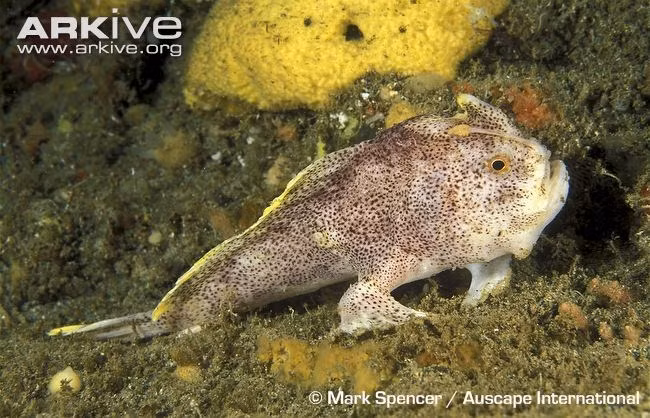 Kỳ lạ: Loài cá có tay dưới đáy đại dương