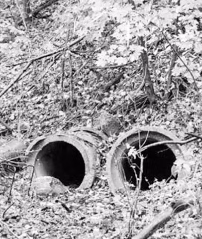 Những ống nhựa chứa tài liệu bí mật được Carl che giấu trong rừng.