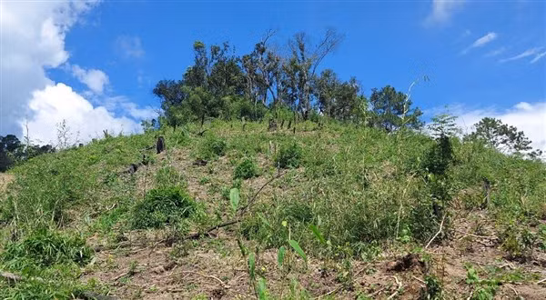 Từng mảng rừng bị cạo trọc tại huyện Tu Mơ Rông.