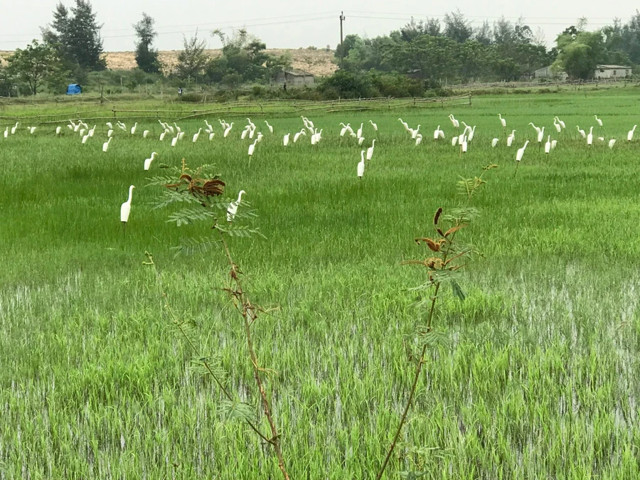 'Ma trận' giăng bẫy tận diệt chim trời ở Quảng Bình. 