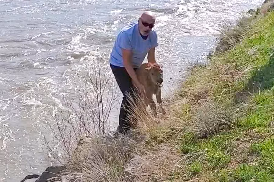 Nhiều du khách không tuân thủ quy định, tự ý can thiệp vào cuộc sống tự nhiên và gây hậu quả khôn lường. Ảnh: Nps.gov