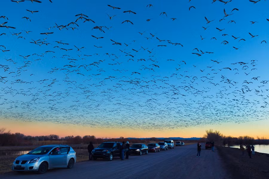 Công viên Quốc gia Bosque del Apache mùa chim di cư đông nghẹt xe và người. Ảnh: Edition.cnn.com