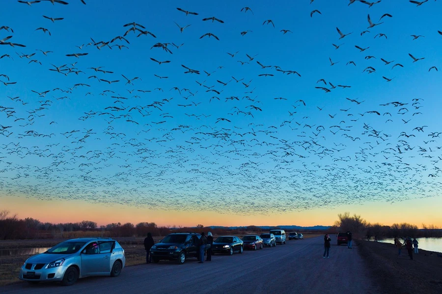 Công viên Quốc gia Bosque del Apache mùa chim di cư đông nghẹt xe và người. Ảnh: Edition.cnn.com