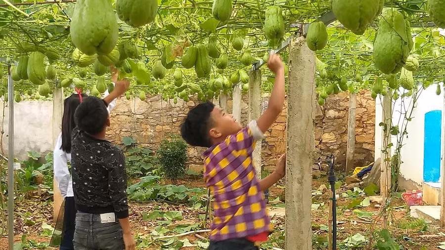 Những vườn rau xanh giúp trường thu về 50-70 triệu/năm