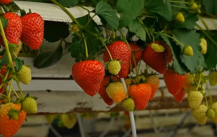 Dâu tây phát triển tốt khi ứng dụng công nghệ mới.