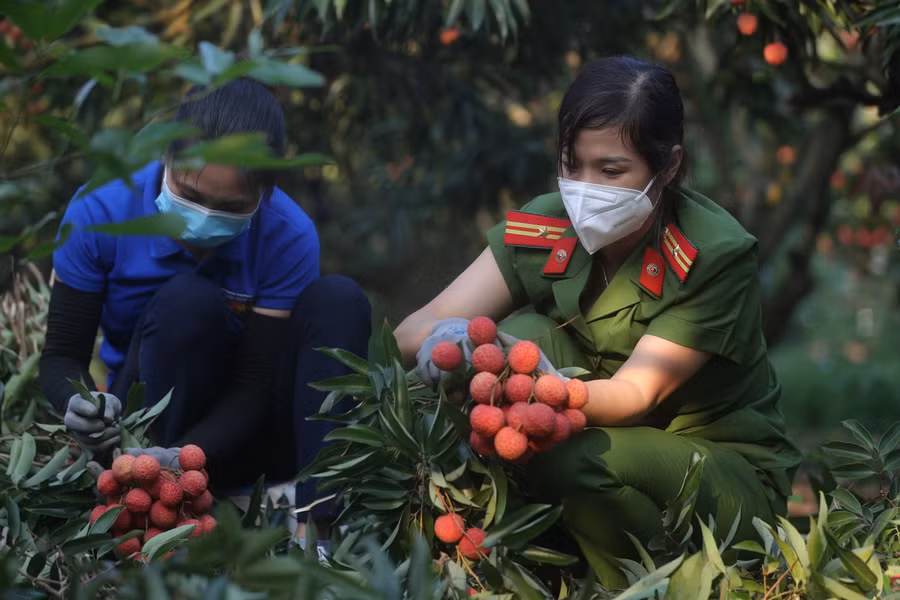 Cán bộ chiến sĩ tham gia hái vải giúp dân năm 2021.