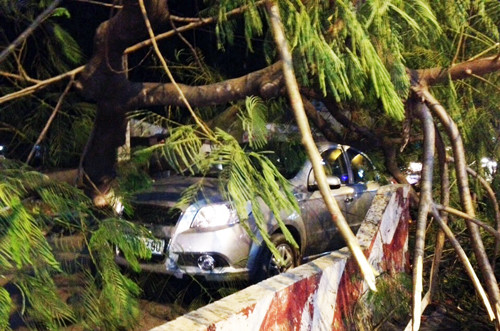Hai ô tô bị cây đè. Ảnh: Quốc Huy