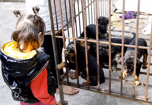 Cẩn trọng với mối nguy khi nuôi thú dữ tại nhà