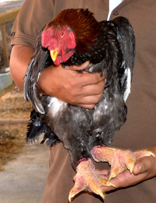 Gà Đông Tảo đang là món ăn ưa thích của nhiều người dân Nam bộ dịp Tết