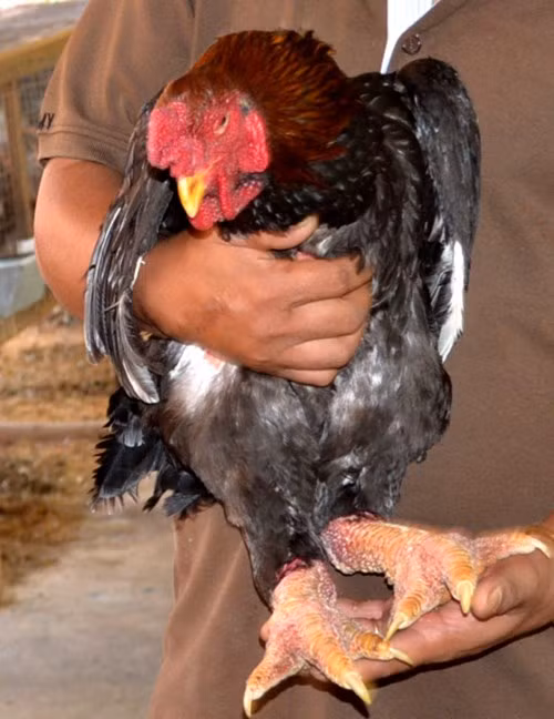 Gà Đông Tảo đang là món ăn ưa thích của nhiều người dân Nam bộ dịp Tết