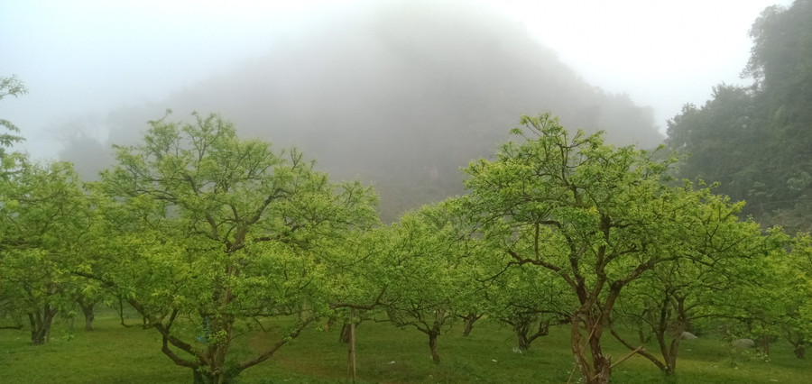 Những vườn mận mướt màu Xuân. Ảnh: Nguyên Hằng