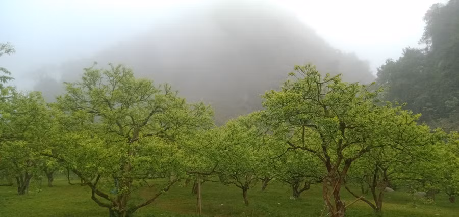 Những vườn mận mướt màu Xuân. Ảnh: Nguyên Hằng