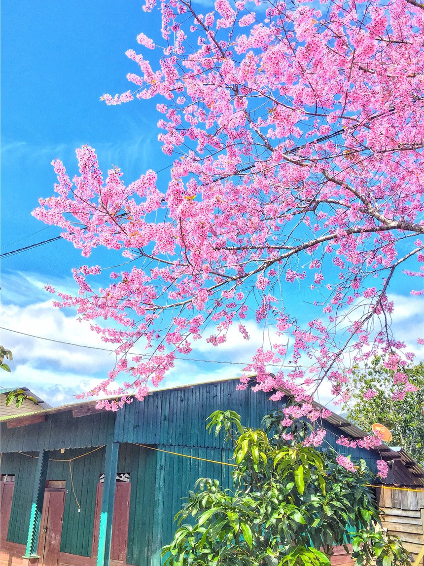 Cảnh thực đẹp như xứ cổ tích ở vùng ngoại ô Đà Lạt ảnh 5 Canh thuc dep nhu xu co tich o vung ngoai o Da Lat hinh anh 6 4e1e33def68b0ed5579a_1_.jpg