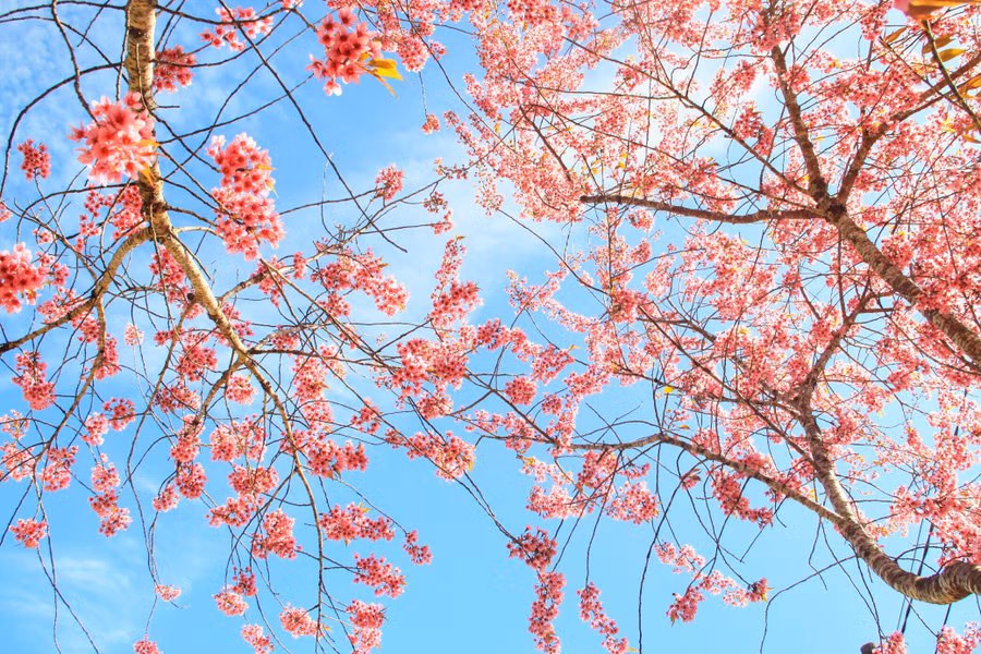 Canh thuc dep nhu xu co tich o vung ngoai o Da Lat hinh anh 18 c30c4b9081c5799b20d4.jpg