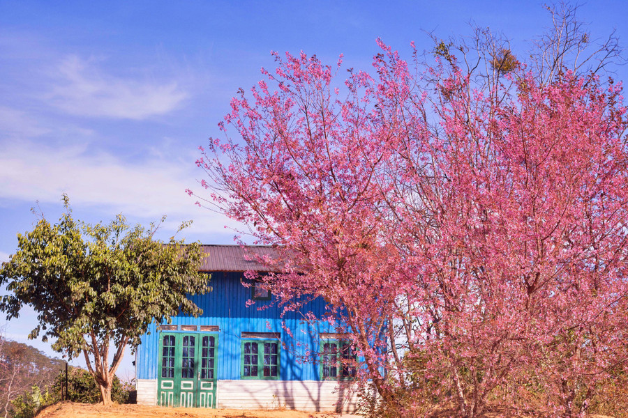 Cảnh thực đẹp như xứ cổ tích ở vùng ngoại ô Đà Lạt ảnh 1 Canh thuc dep nhu xu co tich o vung ngoai o Da Lat hinh anh 2 5af9b6c77d9285ccdc83.jpg