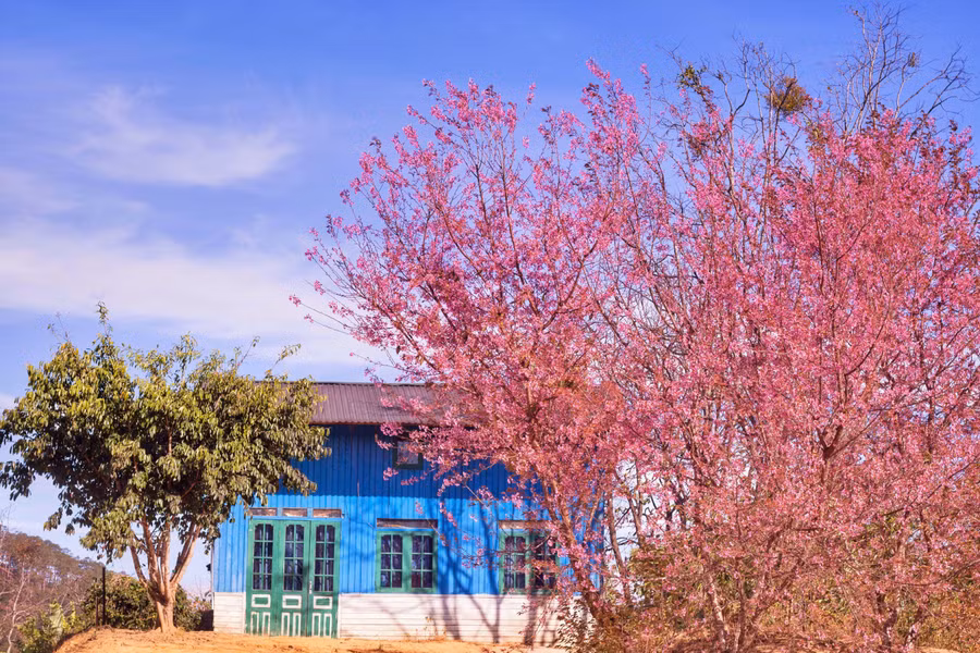 Canh thuc dep nhu xu co tich o vung ngoai o Da Lat hinh anh 2 5af9b6c77d9285ccdc83.jpg