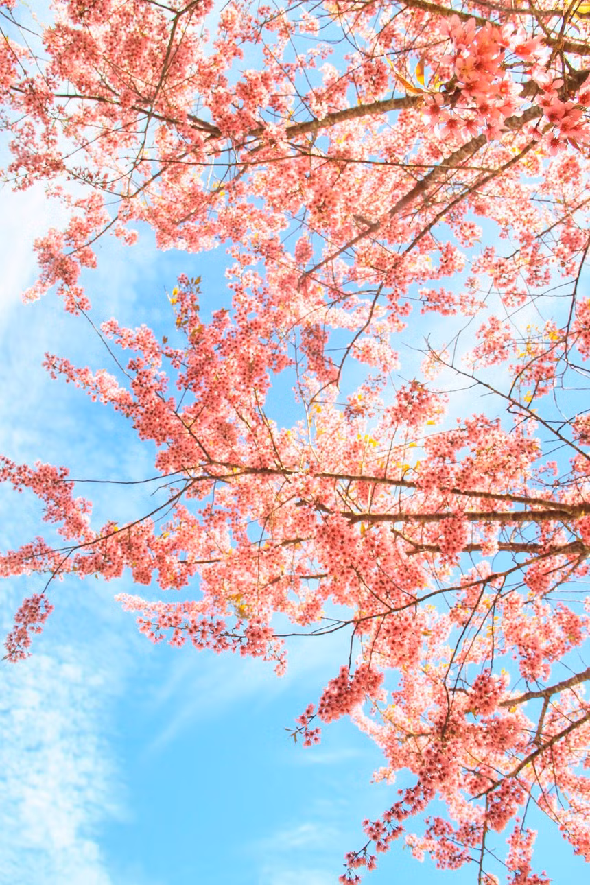 Canh thuc dep nhu xu co tich o vung ngoai o Da Lat hinh anh 13 175a539f99ca619438db.jpg