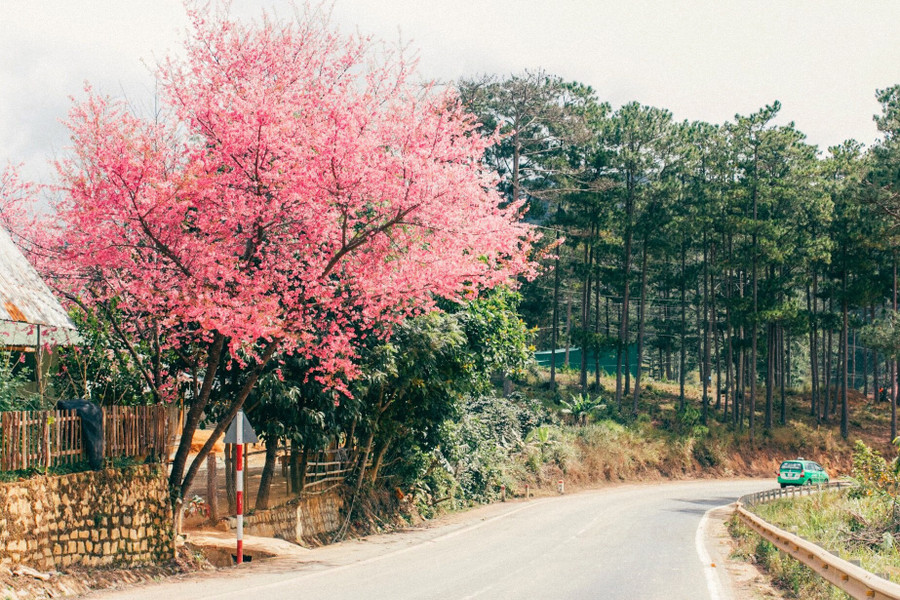 Cảnh thực đẹp như xứ cổ tích ở vùng ngoại ô Đà Lạt ảnh 2 Canh thuc dep nhu xu co tich o vung ngoai o Da Lat hinh anh 3 6a32779fbdca45941cdb.jpg