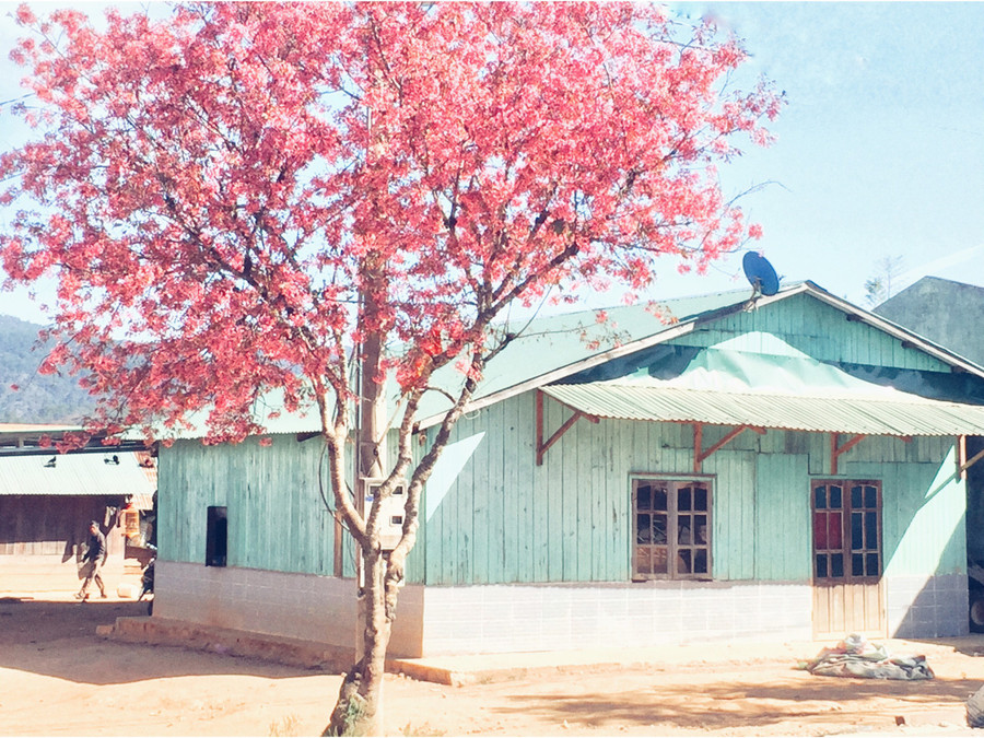 Cảnh thực đẹp như xứ cổ tích ở vùng ngoại ô Đà Lạt ảnh 18 Canh thuc dep nhu xu co tich o vung ngoai o Da Lat hinh anh 19 f709b6087c5d8403dd4c_1_.jpg