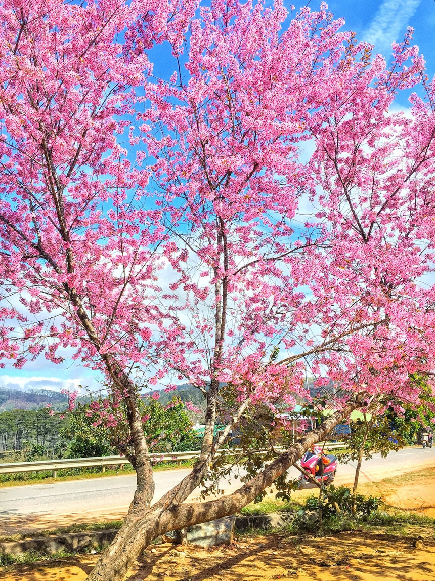 Cảnh thực đẹp như xứ cổ tích ở vùng ngoại ô Đà Lạt ảnh 6 Canh thuc dep nhu xu co tich o vung ngoai o Da Lat hinh anh 7 5a905559900c6852311d_1_.jpg