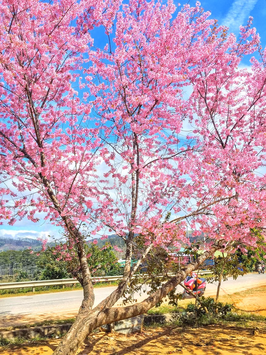 Canh thuc dep nhu xu co tich o vung ngoai o Da Lat hinh anh 7 5a905559900c6852311d_1_.jpg