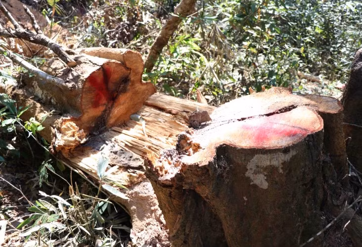 Những gốc cây hàng chục năm tuổi đang nằm trơ trọi sau khi “lâm tặc” bỏ đi.