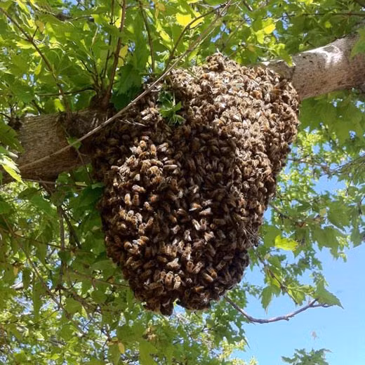 Sự thật khiến bạn ngã ngửa về loài ong sát thủ ảnh 3