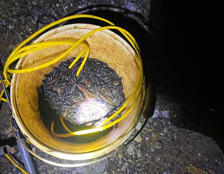 Giun đất bị chích điện trái phép, sau đó được mang đến các cơ sở thu gom mua bán. Giun đất bị chích điện trái phép, sau đó được mang đến các cơ sở thu gom mua bán.