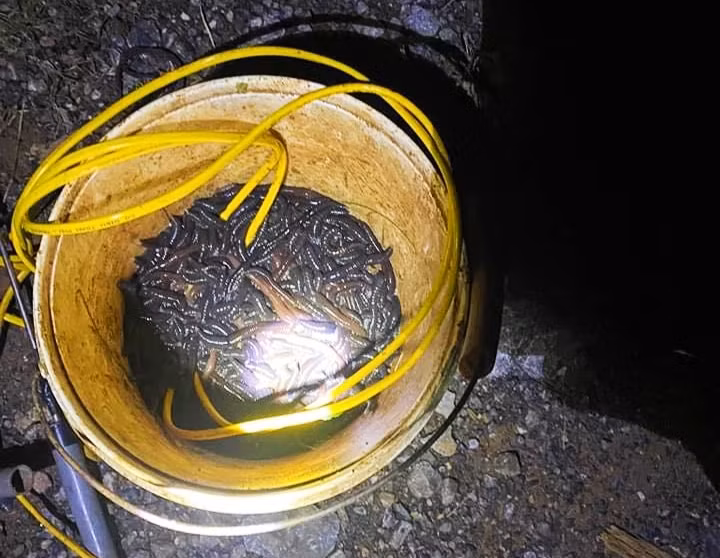 Giun đất bị chích điện trái phép, sau đó được mang đến các cơ sở thu gom mua bán.