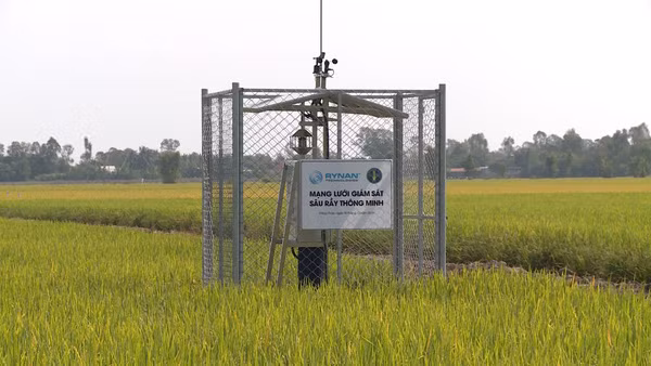 Hệ thống giám sát sâu rày được lắp đặt tại thực địa.