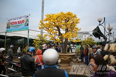 Choáng váng trước loạt cây cảnh giá trăm triệu chơi Tết 2016