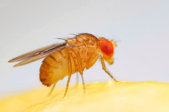 Khả năng nhận thức của ruồi giấm