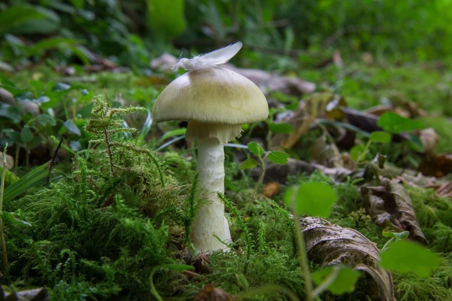 Amanita phalloides là một loại nấm xâm lấn có độc tố amatoxin gây tử vong.