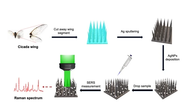 Quy trình chế tạo đế tăng cường bề mặt từ cánh ve và ứng dụng trong xác định quang phổ Raman.
