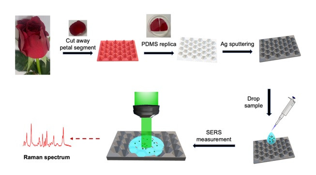 Quy trình chế tạo đế tăng cường bề mặt từ cánh hoa hồng và ứng dụng trong xác định quang phổ Raman.
