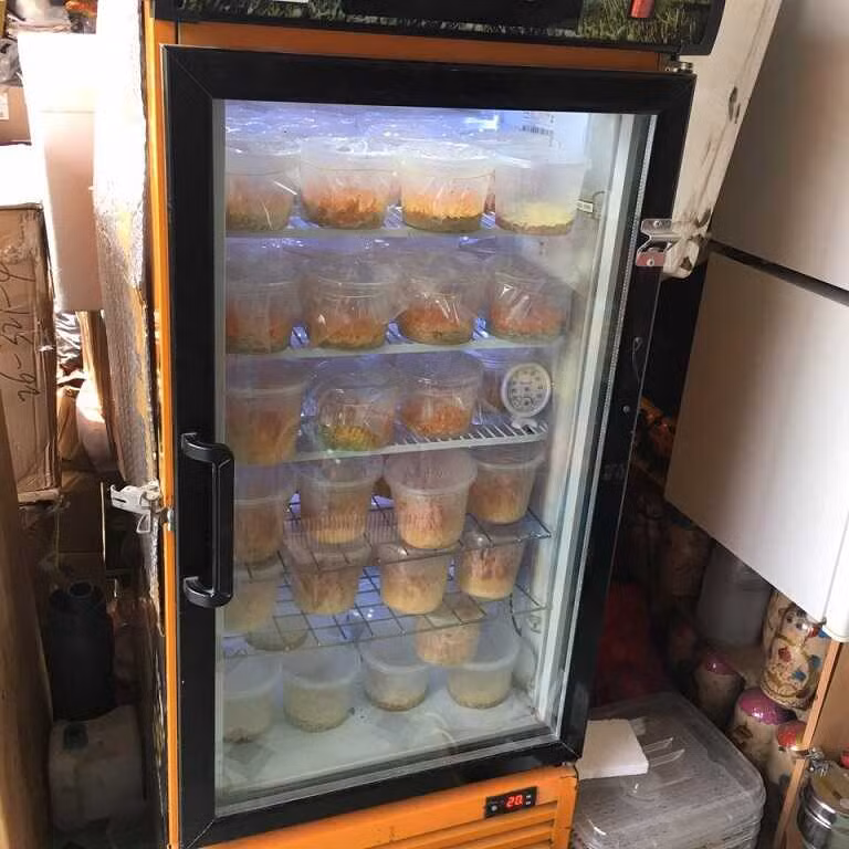 Tủ nuôi nấm đông trùng hạ thảo.