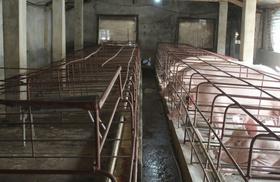 Khu chăn nuôi lợn nái hiện nay của gia đình anh Đức.